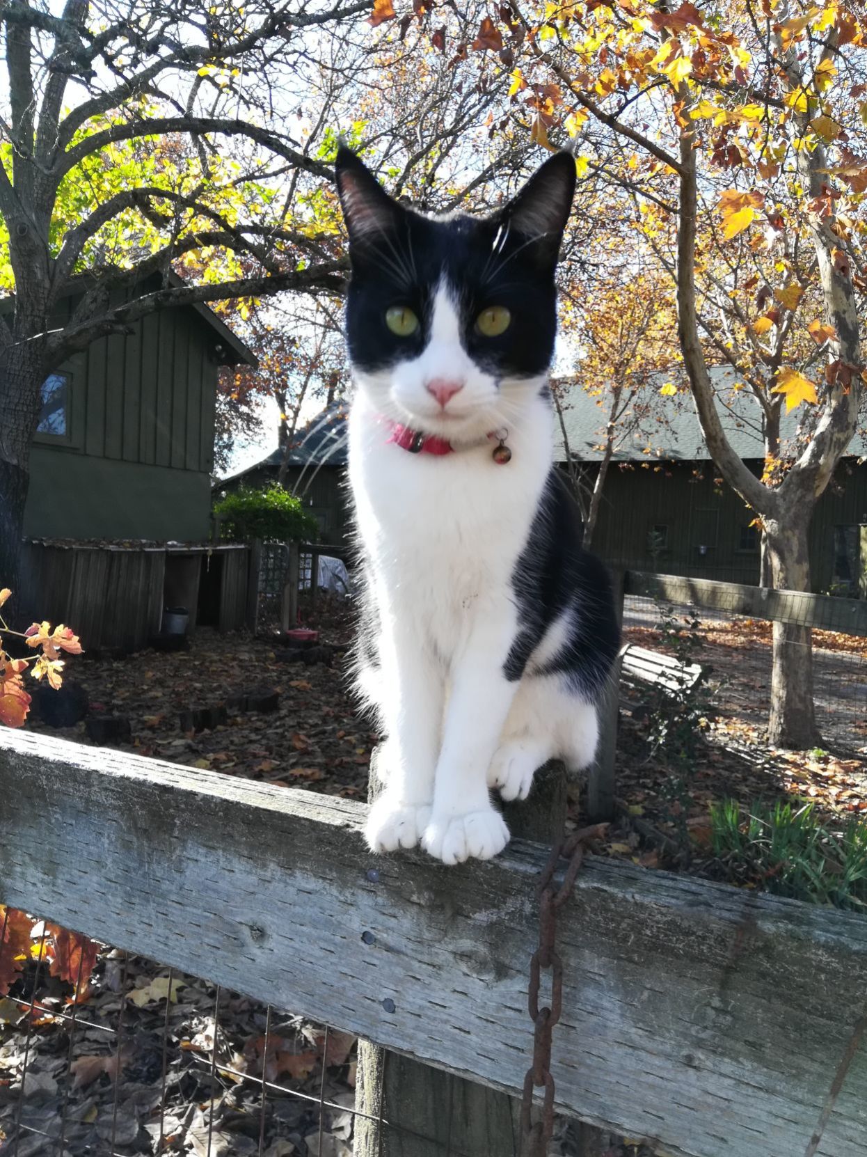 Milo